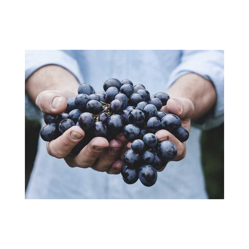 Gorgeous Cotton Pants fr-FR